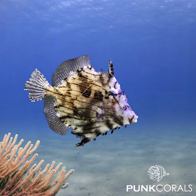 Chaetodermis penicilligerus Schmuck-Feilenfisch