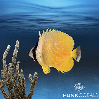 Chaetodon kleinii Kleins Falterfisch