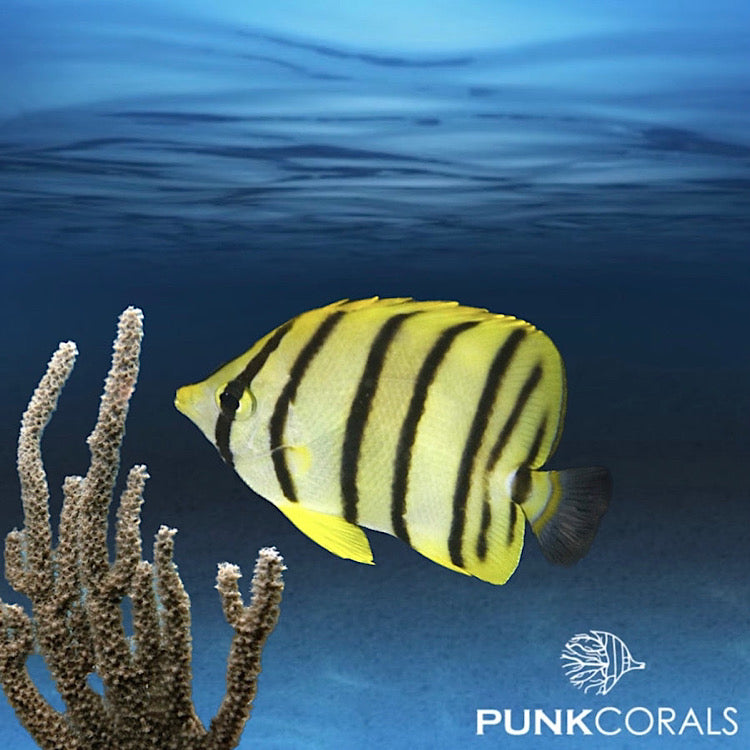 Chaetodon octofasciatus - Achtbinden-Falterfisch