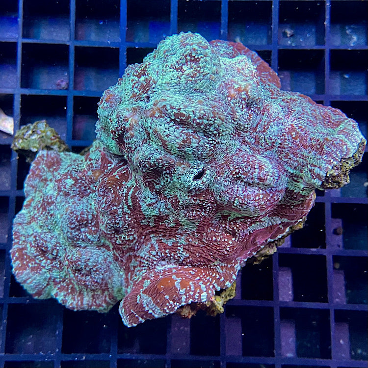 Chalice LBS Koralle