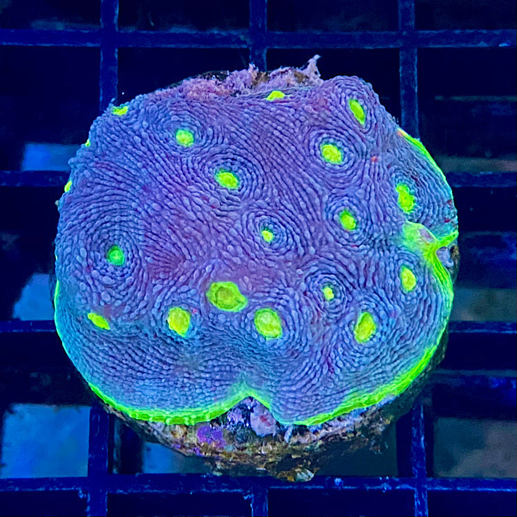 Chalice Jelly Bean