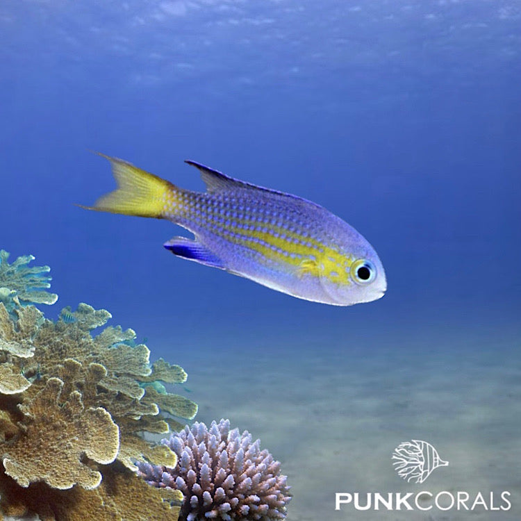 Chromis vanderbilti Blaugelbes Schwalbenschwänzchen