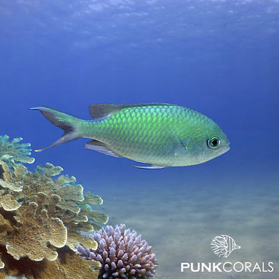 Chromis viridis Grünes Schwalbenschwänzchen