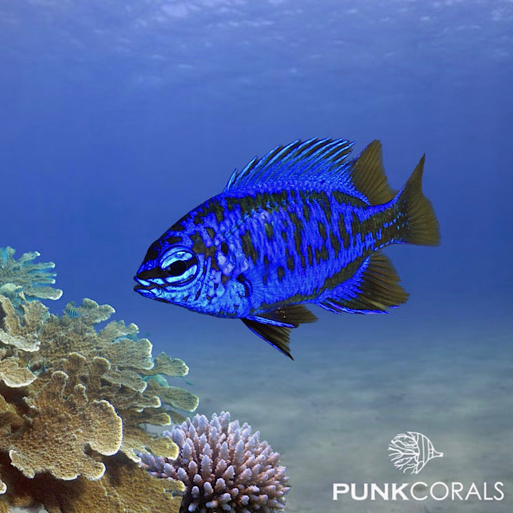 Chrysiptera springeri Springers Demoiselle