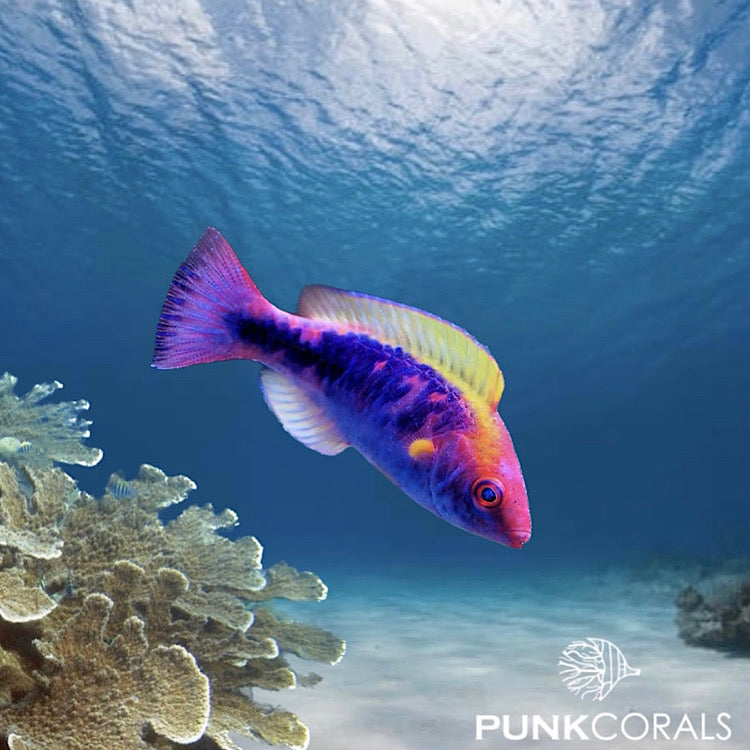 Cirrhilabrus lubbocki Lubbocks Lippfisch