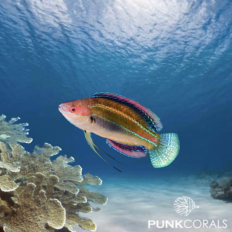 Cirrhilabrus temminckii Temmincks-Lippfisch