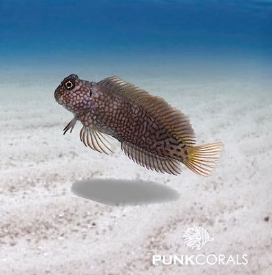 Cirripectes stigmaticus Rottupfen Schleimfisch