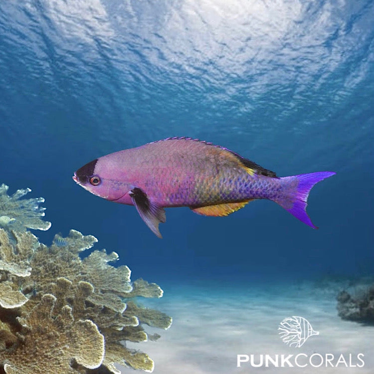 Clepticus parrae - Kreolen-Lippfisch