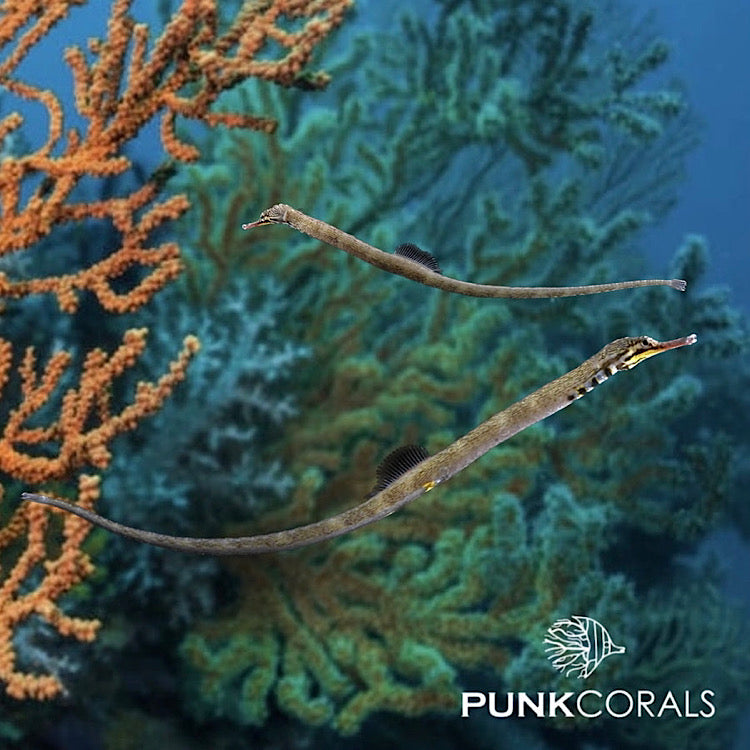 Corythoichthys intestinalis Drachenkopf-Seenadel