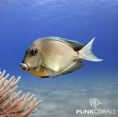 Ctenochaetus marginatus Blautupfen-Borstenzahn-Doktorfisch