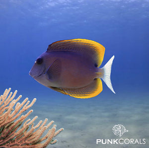 Ctenochaetus tominiensis Tominis Borstenzahn-Doktorfisch
