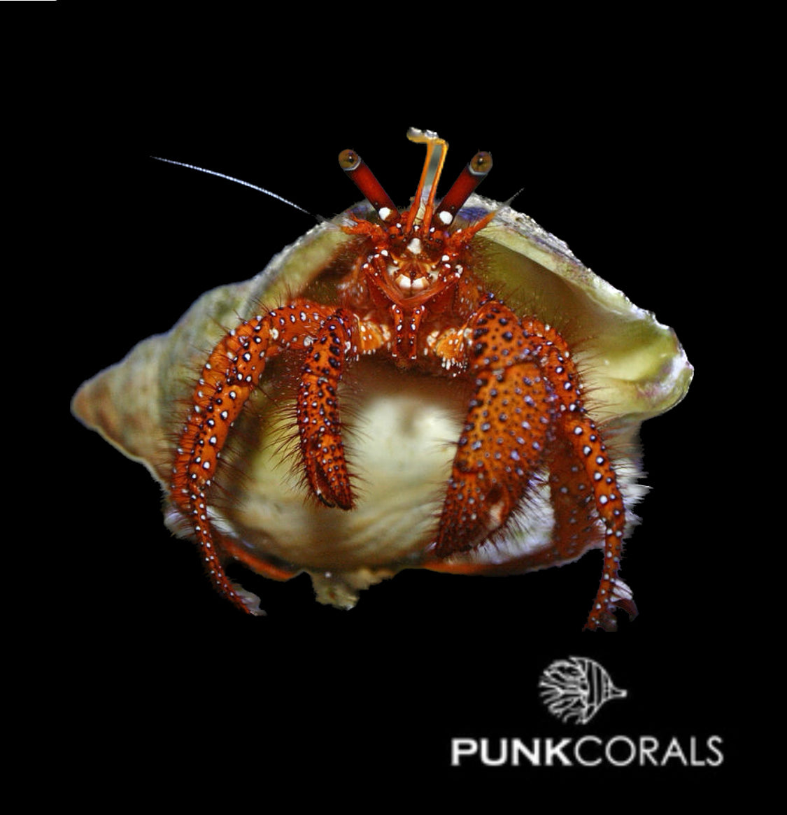 Dardanus megistos