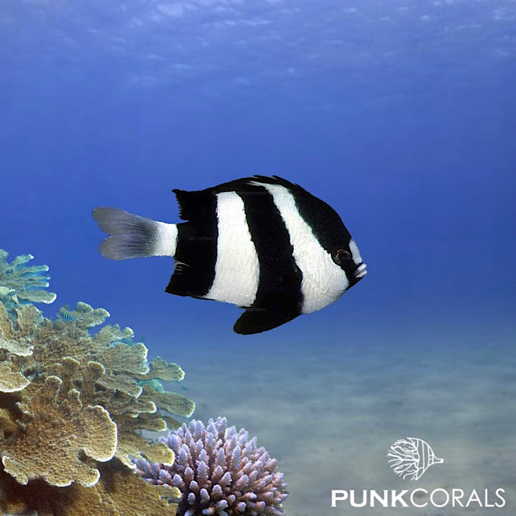 Dascyllus aruanus Dreistreifen-Riffbarsch