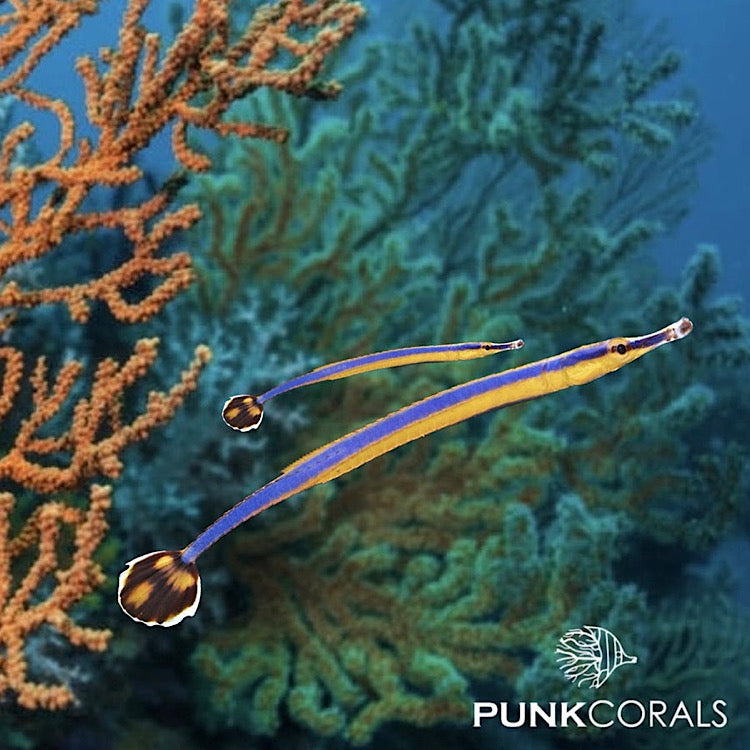 Doryrhamphus excisus Blaustreifen-Seenadel