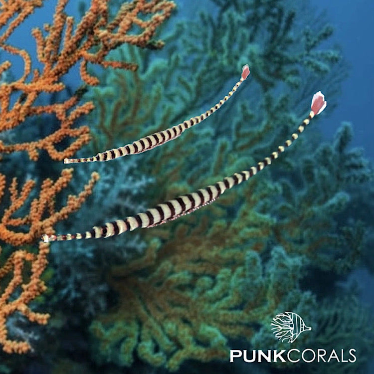 Dunckerocampus dactyliophorus Zebra – Seenadel