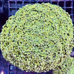 Euphyllia paraancora golden Nugget 