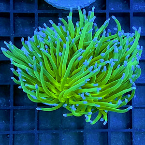 Euphyllia glabrescens