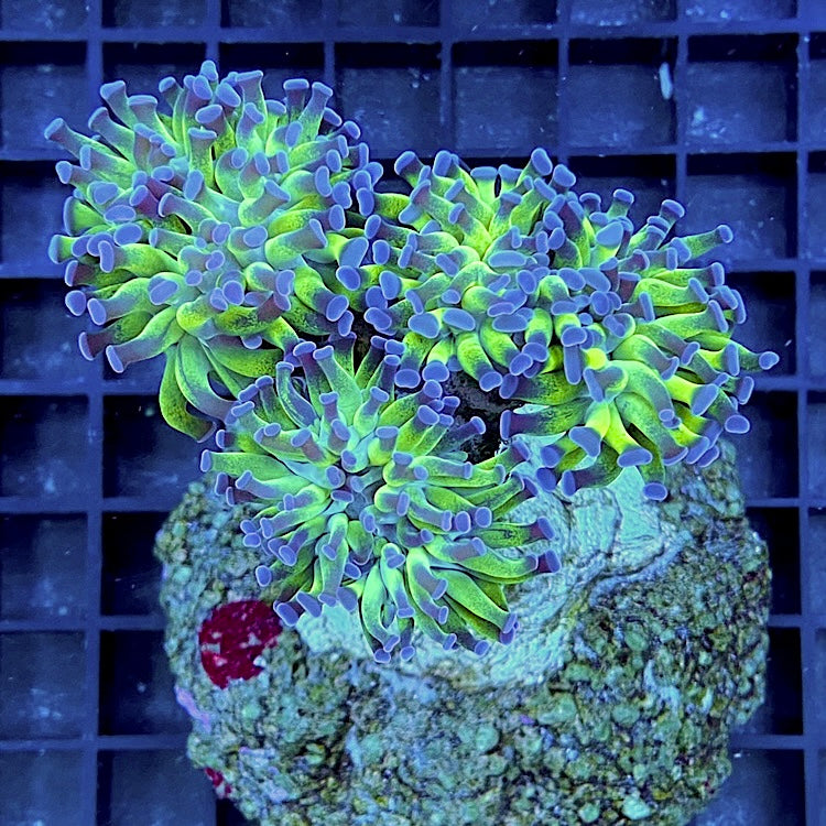 Euphyllia paraancora