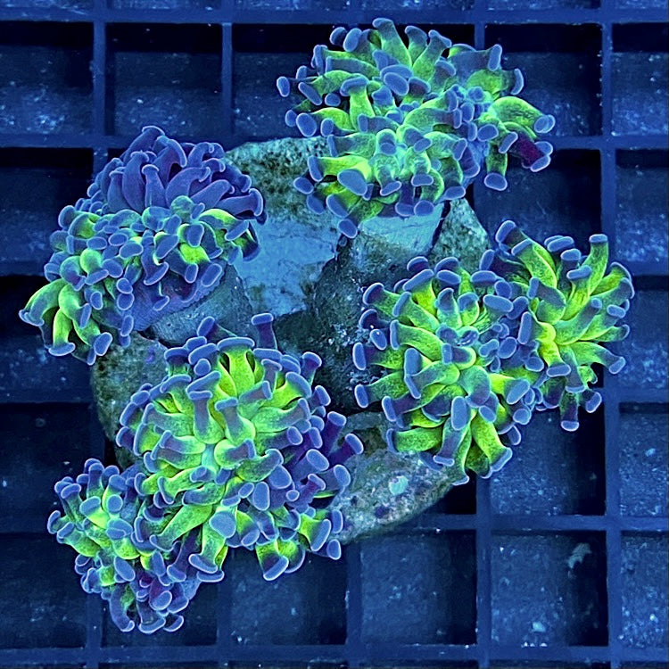 Euphyllia paraancora