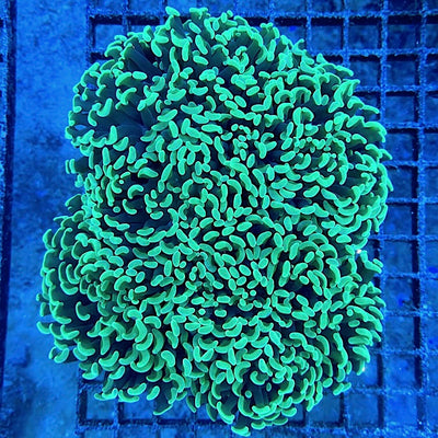 Euphyllia ancora 
