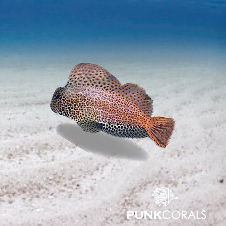 Exallias brevis Leoparden-Schleimfisch