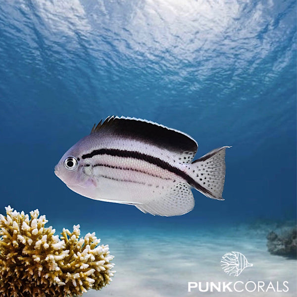Genicanthus lamarck Lamarcks Lyrakaiserfisch