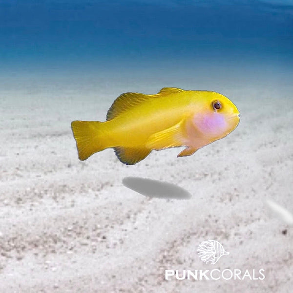 Gobiodon okinawae Gelbe Korallengrundel