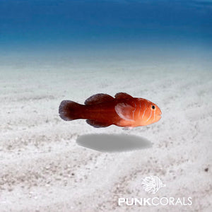 Gobiodon quinquestrigatus - Fünf-Streifen-Korallengrundel