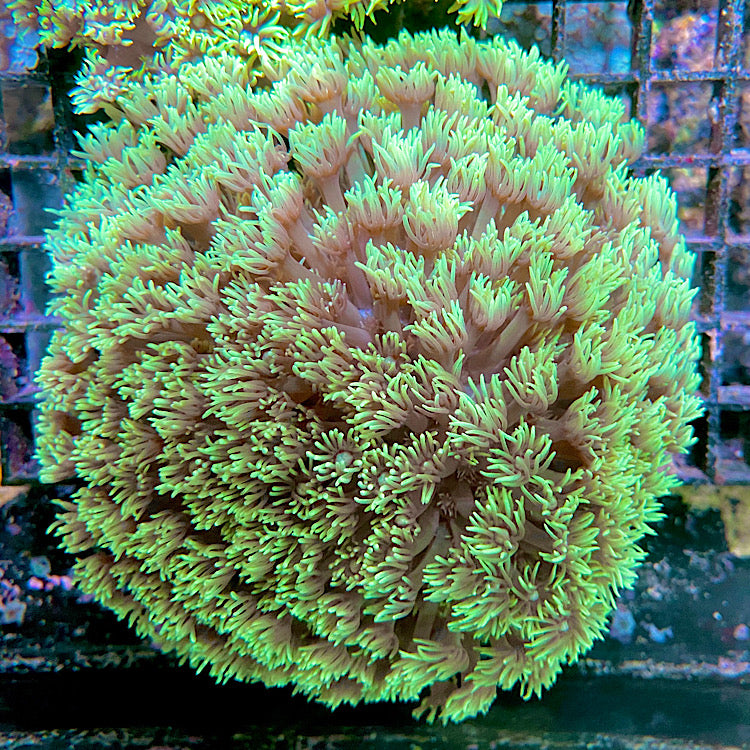 Goniopora