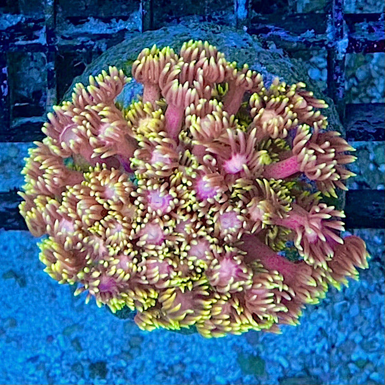 Goniopora