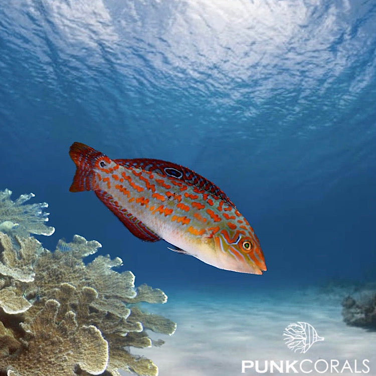 Halichoeres timorensis Timor Lippfisch