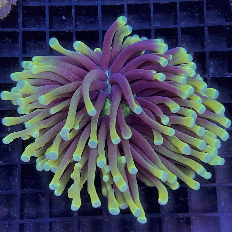 Heliofungia actiniformis dragon soul XL