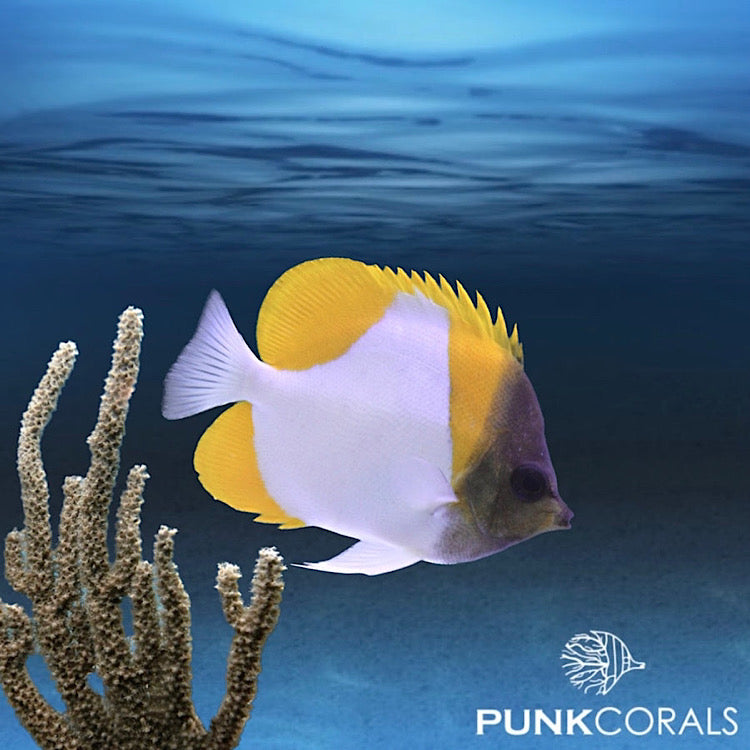 Hemitaurichthys polylepis Gelber Pyramiden-Falterfisch