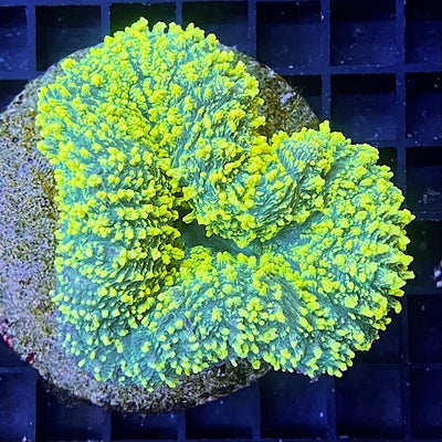 Lobophyllia flabelliformis 