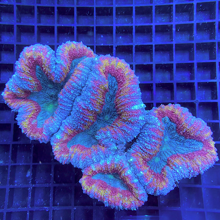 Lobophyllia rainbow