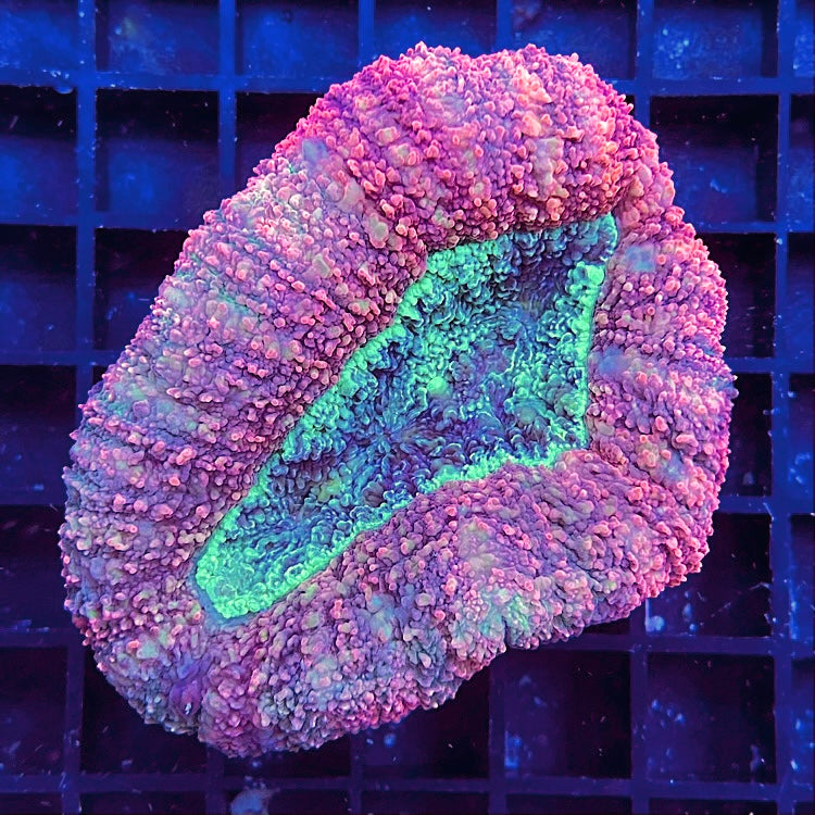Lobophyllia hemprichii