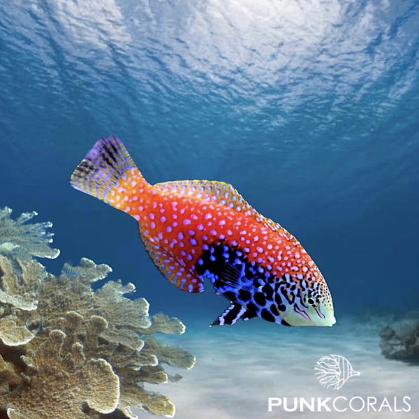 Macropharyngodon bipartitus Leoparden-Junker