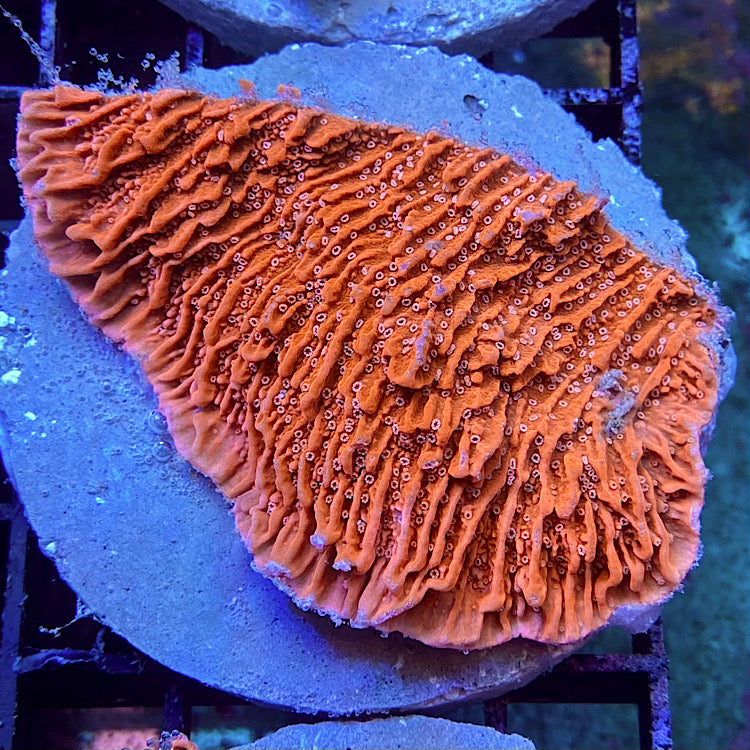 Montipora