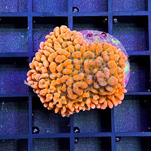 Montipora