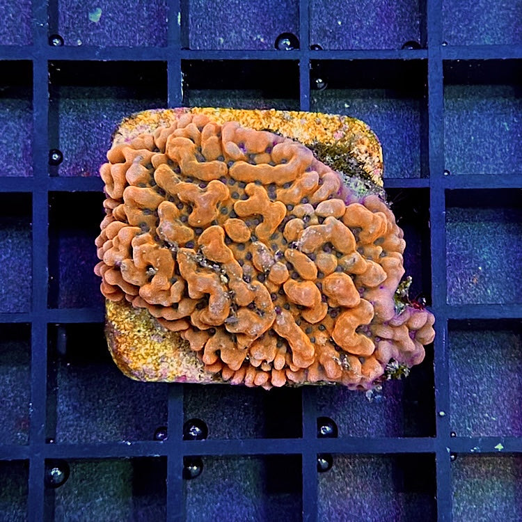 SPS Ableger Montipora grafted