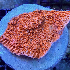 Montipora