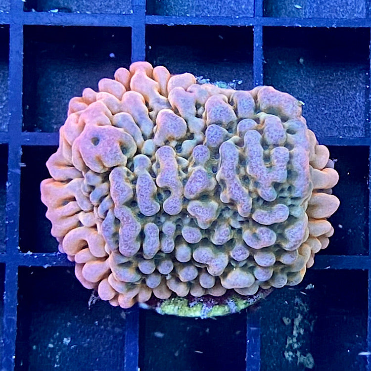 Korallenableger Montipora Flamming Phönix
