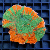 Montipora / Porites