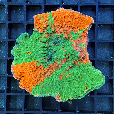 Montipora grafted