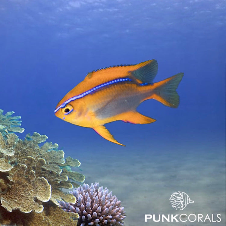 Neoglyphidodon crossi - Cross Riffbarsch