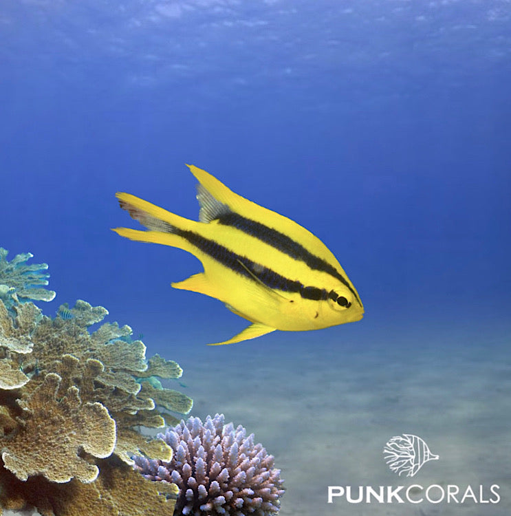 Neoglyphidodon nigroris Gelbflossen-Riffbarsch