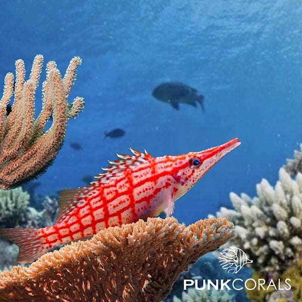 Oxycirrhites typus Langschnäuziger Korallenwächter