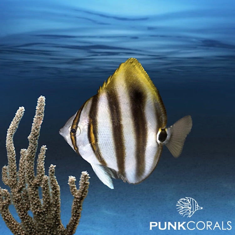 Parachaetodon ocellatus  Fünfbinden Segel-Falterfisch