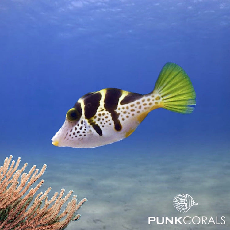 Paraluteres prionurus Schwarzsattel-Feilenfisch