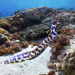 Pholidichthys leucotaenia Weißstreifen-Aalgrundel